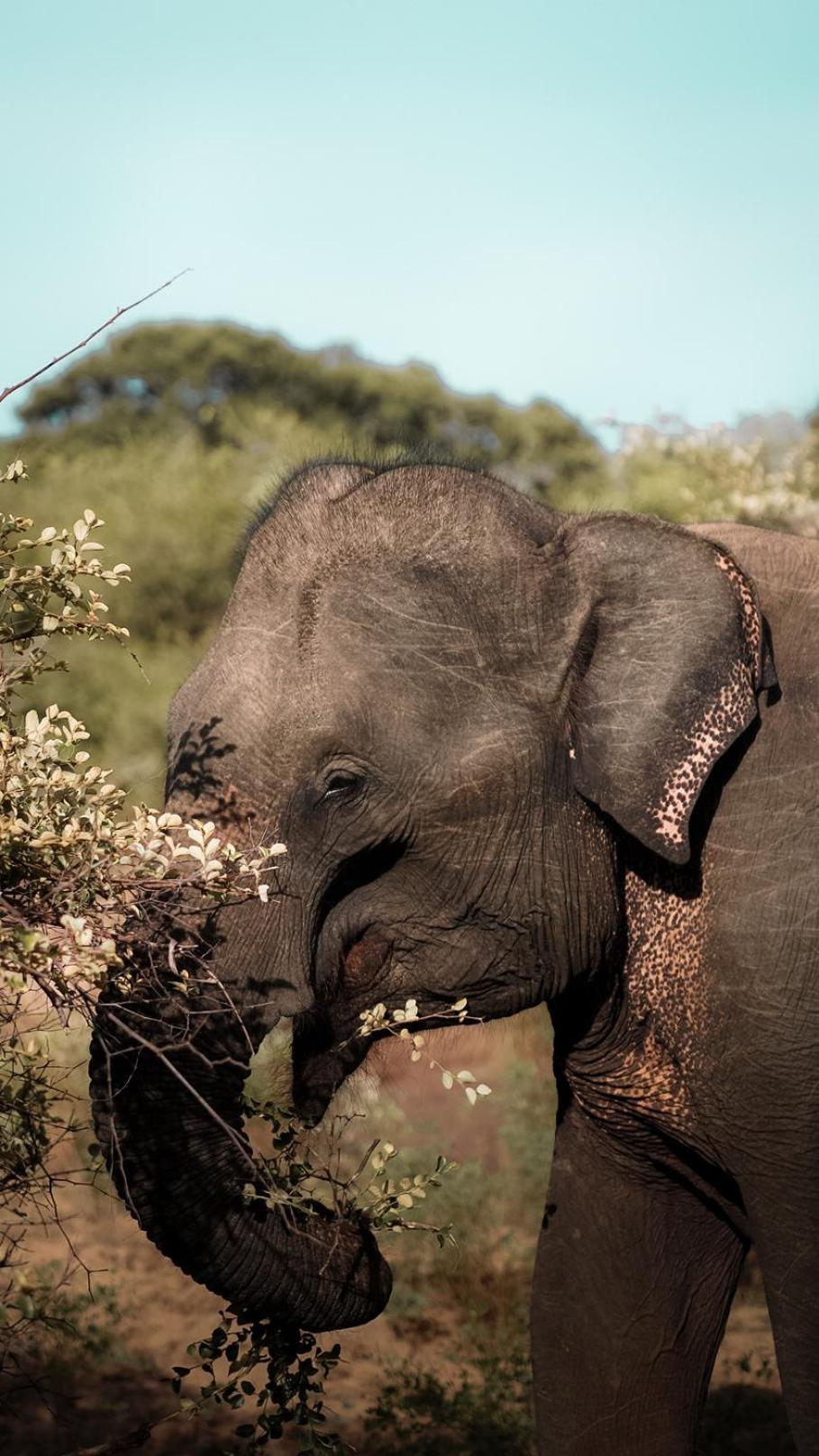 Elephant Eye Hotel Тиссамахарама Экстерьер фото