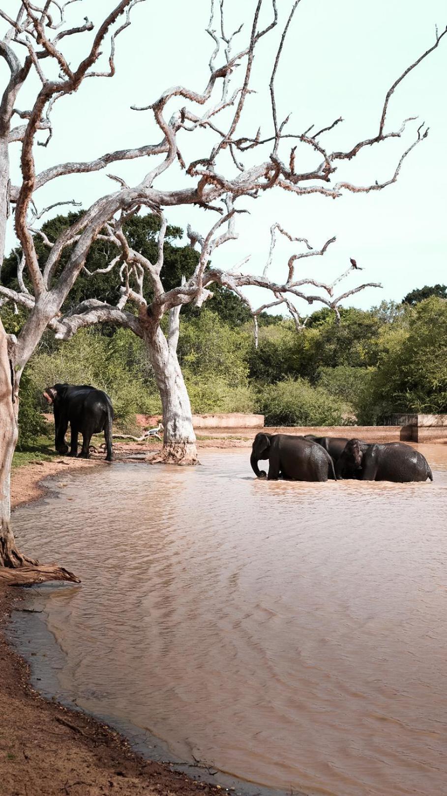Elephant Eye Hotel Тиссамахарама Экстерьер фото